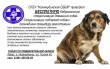 Бесплатная регистрация и стерилизация собак